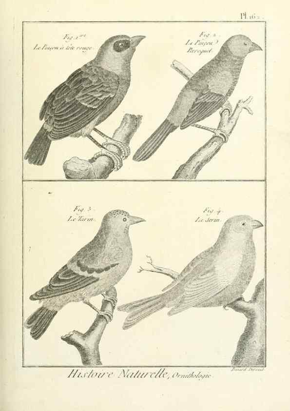 Reproducción/Reproduction 7850685604: Tableau encyclopédique et méthodique des trois règnes de la nature.. A Paris :Chez Mme. veuve Agasse ...,1823.