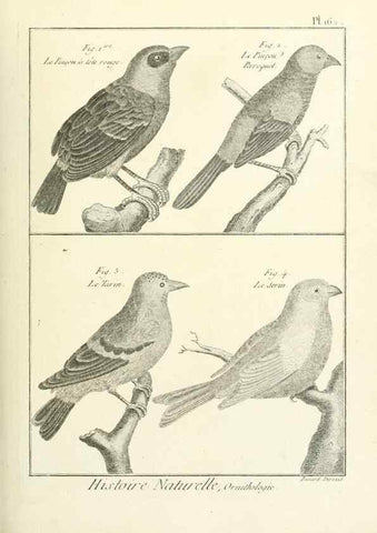 Reproducción/Reproduction 7850685604: Tableau encyclopédique et méthodique des trois règnes de la nature.. A Paris :Chez Mme. veuve Agasse ...,1823.