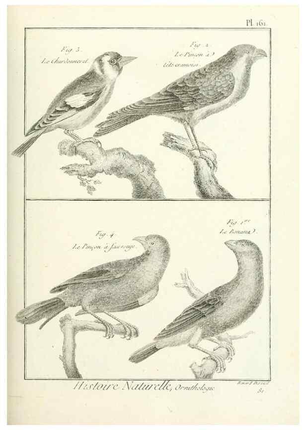 Reproducción/Reproduction 7850684574: Tableau encyclopédique et méthodique des trois règnes de la nature.. A Paris :Chez Mme. veuve Agasse ...,1823.