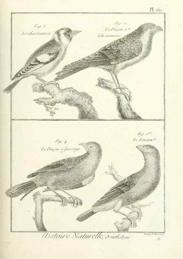 Reproducción/Reproduction 7850684574: Tableau encyclopédique et méthodique des trois règnes de la nature.. A Paris :Chez Mme. veuve Agasse ...,1823.