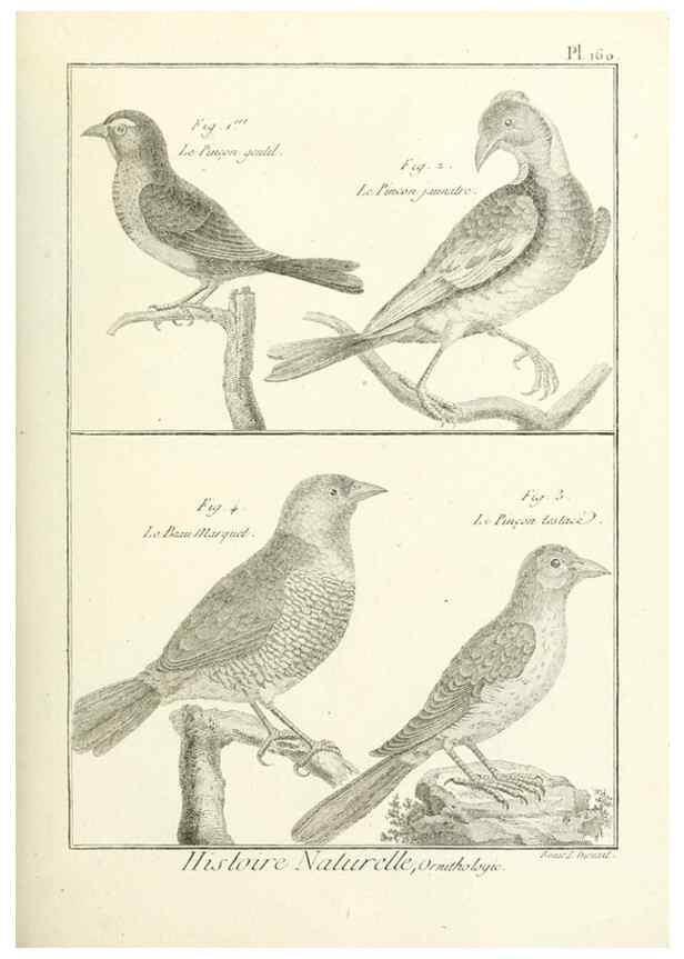 Reproducción/Reproduction 7850683466: Tableau encyclopédique et méthodique des trois règnes de la nature.. A Paris :Chez Mme. veuve Agasse ...,1823.