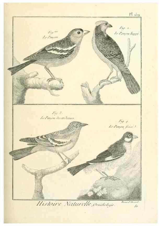 Reproducción/Reproduction 7850682306: Tableau encyclopédique et méthodique des trois règnes de la nature.. A Paris :Chez Mme. veuve Agasse ...,1823.