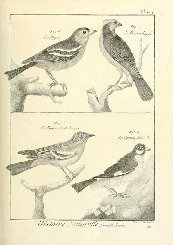 Reproducción/Reproduction 7850682306: Tableau encyclopédique et méthodique des trois règnes de la nature.. A Paris :Chez Mme. veuve Agasse ...,1823.