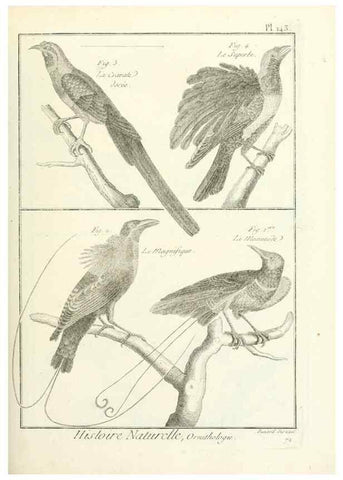 Reproducción/Reproduction 7850664746: Tableau encyclopédique et méthodique des trois règnes de la nature.. A Paris :Chez Mme. veuve Agasse ...,1823.