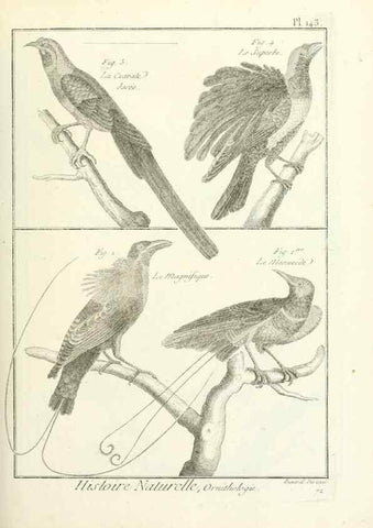 Reproducción/Reproduction 7850664746: Tableau encyclopédique et méthodique des trois règnes de la nature.. A Paris :Chez Mme. veuve Agasse ...,1823.