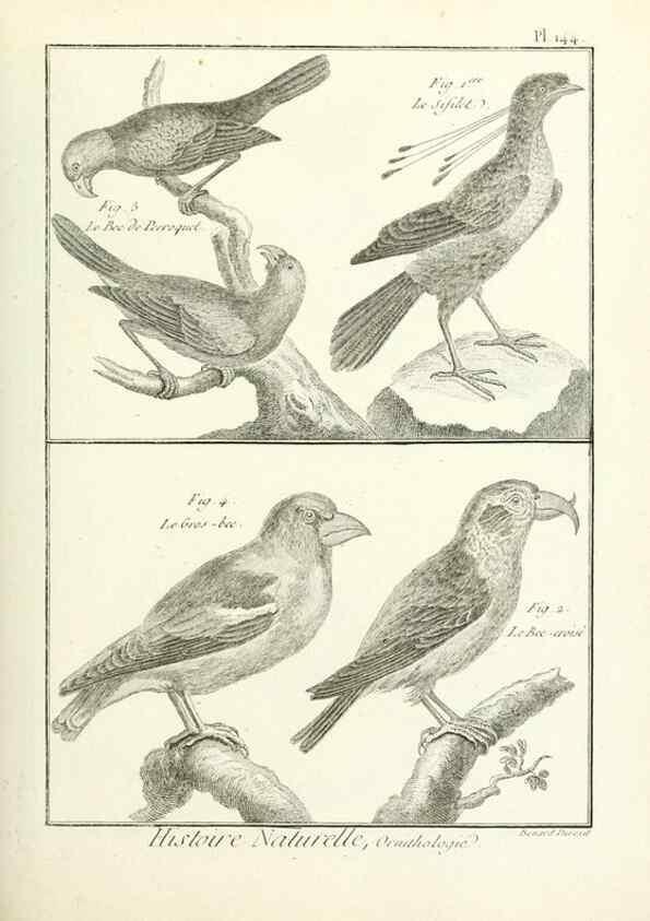 Reproducción/Reproduction 7850665892: Tableau encyclopédique et méthodique des trois règnes de la nature.. A Paris :Chez Mme. veuve Agasse ...,1823.