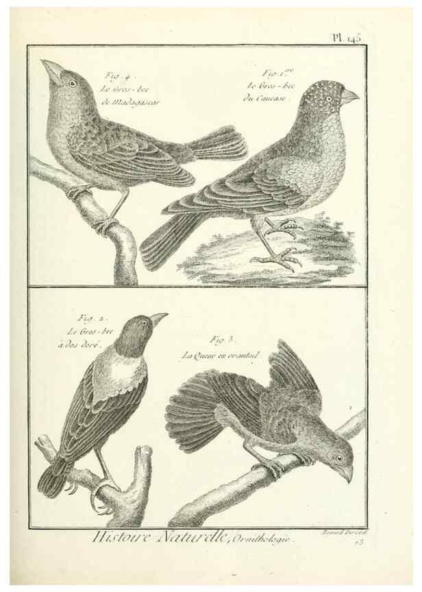 Reproducción/Reproduction 7850666982: Tableau encyclopédique et méthodique des trois règnes de la nature.. A Paris :Chez Mme. veuve Agasse ...,1823.