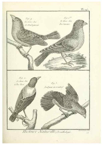 Reproducción/Reproduction 7850666982: Tableau encyclopédique et méthodique des trois règnes de la nature.. A Paris :Chez Mme. veuve Agasse ...,1823.