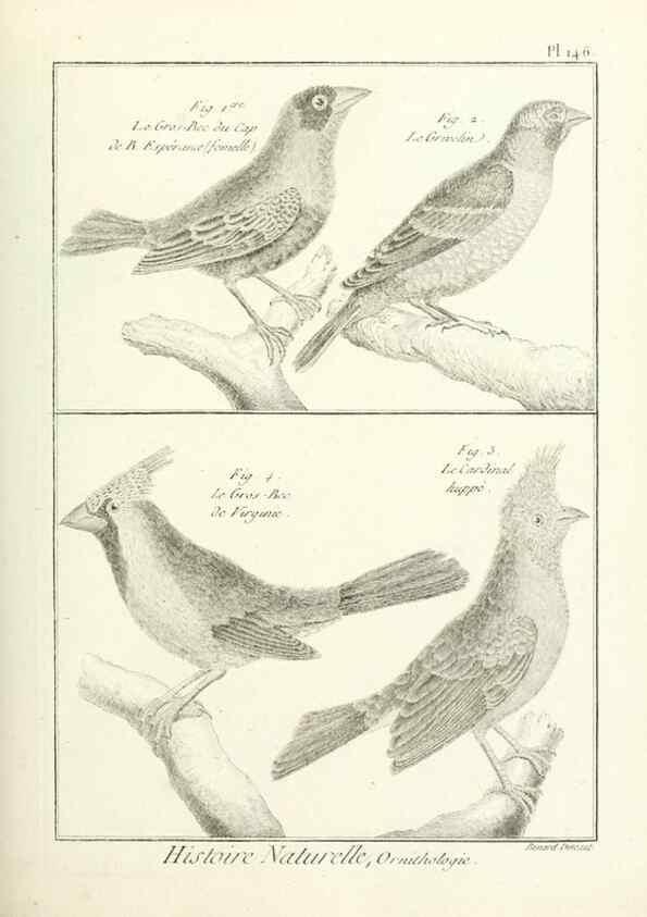 Reproducción/Reproduction 7850667998: Tableau encyclopédique et méthodique des trois règnes de la nature.. A Paris :Chez Mme. veuve Agasse ...,1823.
