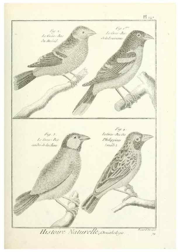 Reproducción/Reproduction 7850668946: Tableau encyclopédique et méthodique des trois règnes de la nature.. A Paris :Chez Mme. veuve Agasse ...,1823.