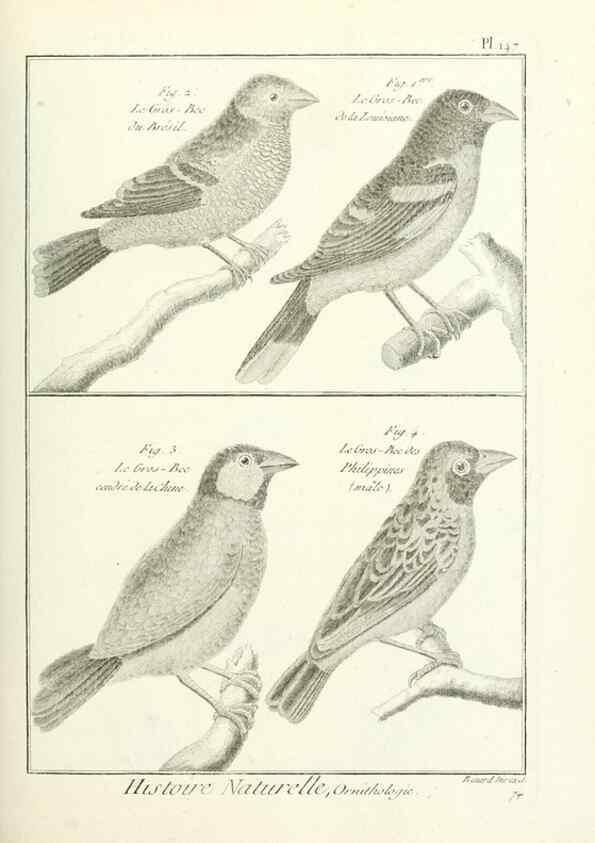Reproducción/Reproduction 7850668946: Tableau encyclopédique et méthodique des trois règnes de la nature.. A Paris :Chez Mme. veuve Agasse ...,1823.