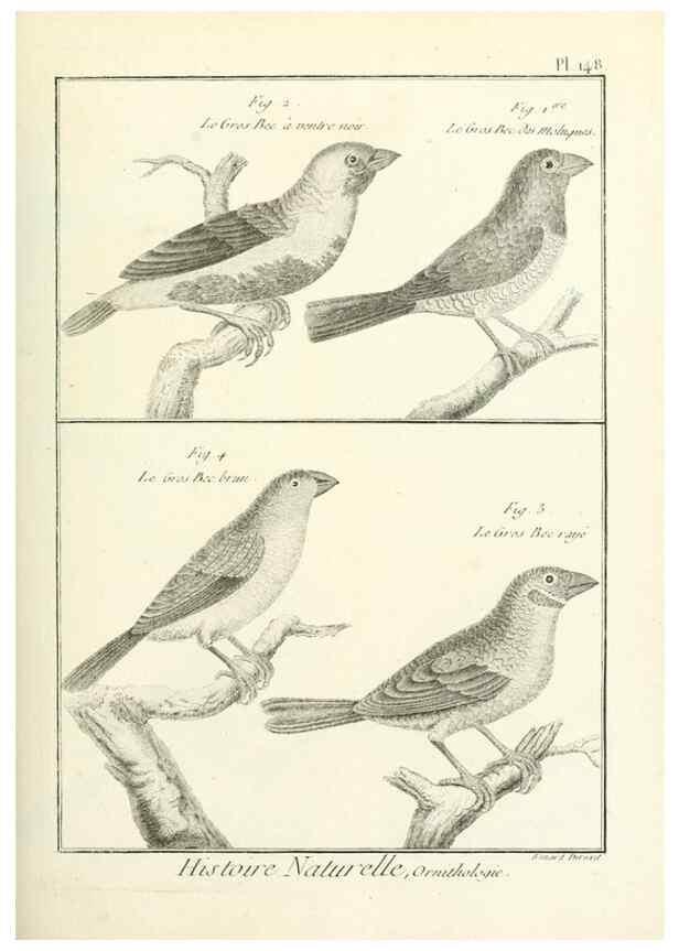 Reproducción/Reproduction 7850669944: Tableau encyclopédique et méthodique des trois règnes de la nature.. A Paris :Chez Mme. veuve Agasse ...,1823.