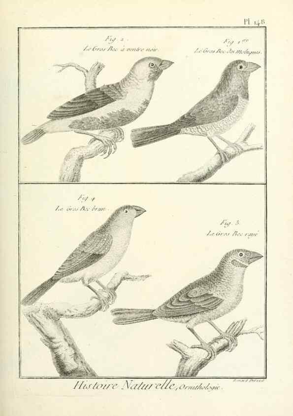 Reproducción/Reproduction 7850669944: Tableau encyclopédique et méthodique des trois règnes de la nature.. A Paris :Chez Mme. veuve Agasse ...,1823.