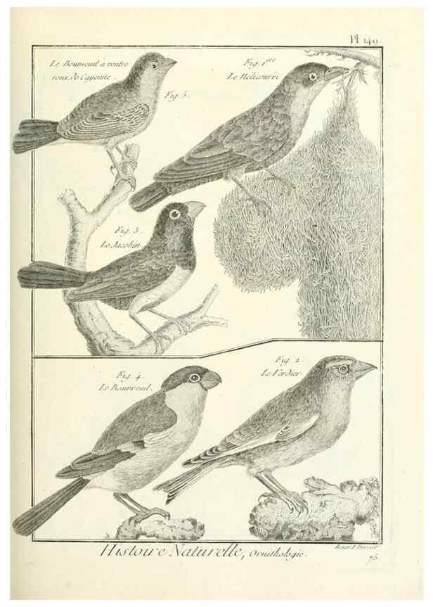 Reproducción/Reproduction 7850671222: Tableau encyclopédique et méthodique des trois règnes de la nature.. A Paris :Chez Mme. veuve Agasse ...,1823.