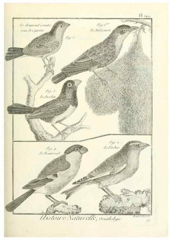 Reproducción/Reproduction 7850671222: Tableau encyclopédique et méthodique des trois règnes de la nature.. A Paris :Chez Mme. veuve Agasse ...,1823.