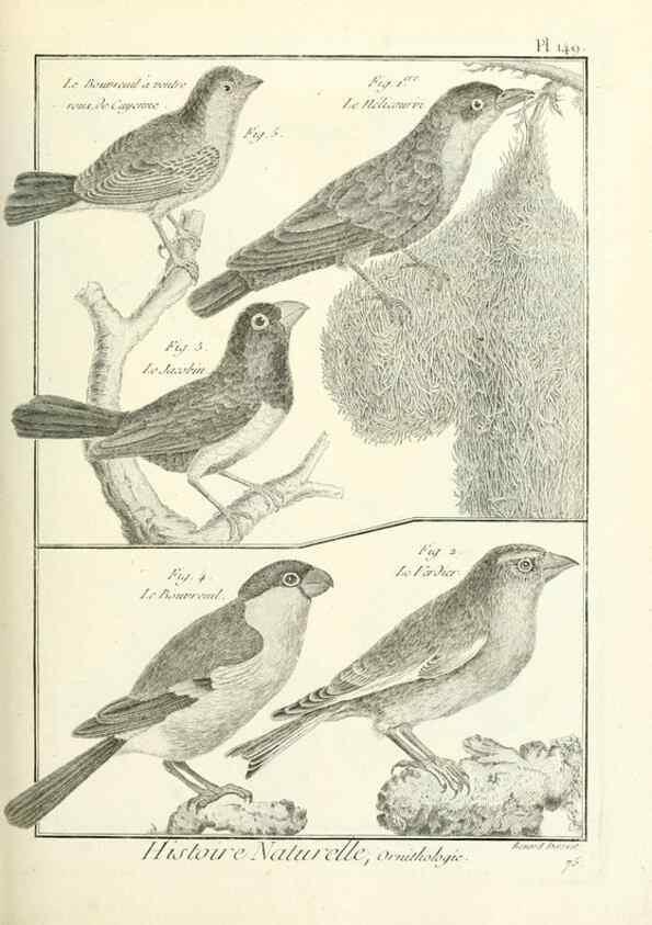 Reproducción/Reproduction 7850671222: Tableau encyclopédique et méthodique des trois règnes de la nature.. A Paris :Chez Mme. veuve Agasse ...,1823.