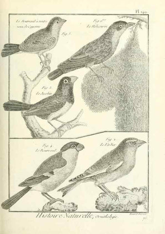 Reproducción/Reproduction 7850671222: Tableau encyclopédique et méthodique des trois règnes de la nature.. A Paris :Chez Mme. veuve Agasse ...,1823.