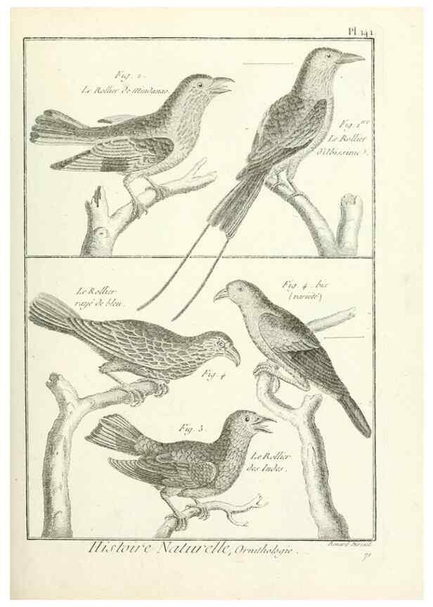 Reproducción/Reproduction 7850662500: Tableau encyclopédique et méthodique des trois règnes de la nature.. A Paris :Chez Mme. veuve Agasse ...,1823.