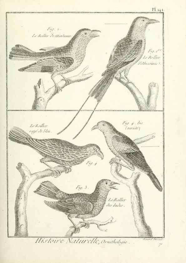 Reproducción/Reproduction 7850662500: Tableau encyclopédique et méthodique des trois règnes de la nature.. A Paris :Chez Mme. veuve Agasse ...,1823.