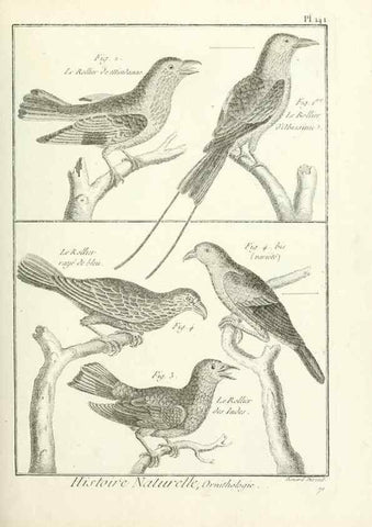 Reproducción/Reproduction 7850662500: Tableau encyclopédique et méthodique des trois règnes de la nature.. A Paris :Chez Mme. veuve Agasse ...,1823.