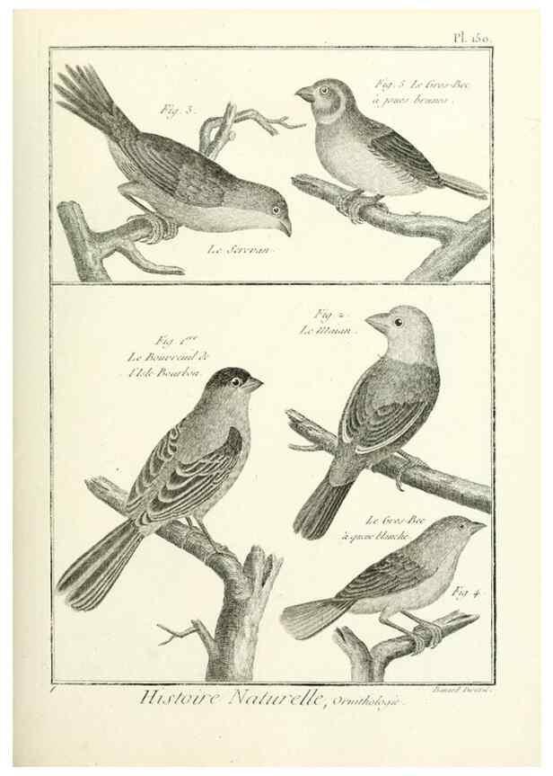 Reproducción/Reproduction 7850672282: Tableau encyclopédique et méthodique des trois règnes de la nature.. A Paris :Chez Mme. veuve Agasse ...,1823.
