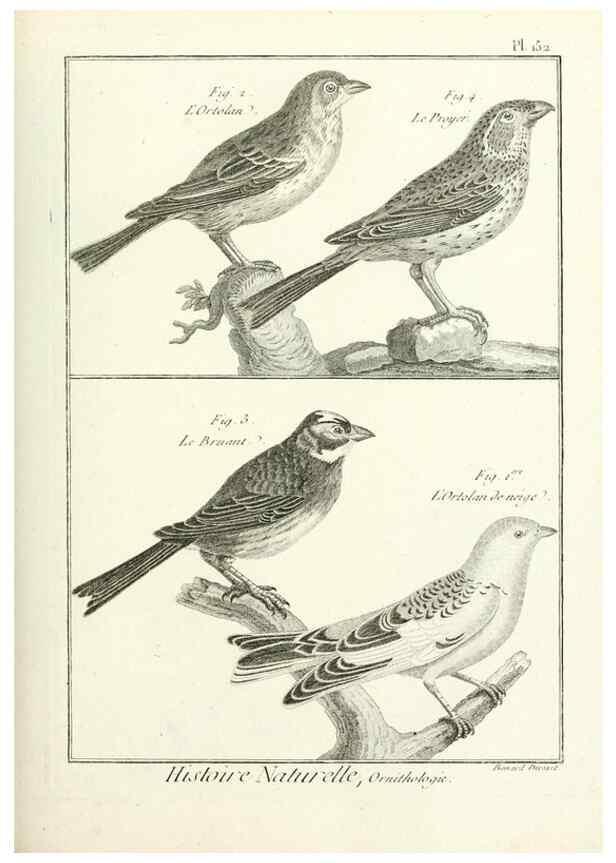 Reproducción/Reproduction 7850674452: Tableau encyclopédique et méthodique des trois règnes de la nature.. A Paris :Chez Mme. veuve Agasse ...,1823.