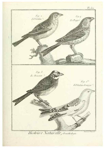 Reproducción/Reproduction 7850674452: Tableau encyclopédique et méthodique des trois règnes de la nature.. A Paris :Chez Mme. veuve Agasse ...,1823.