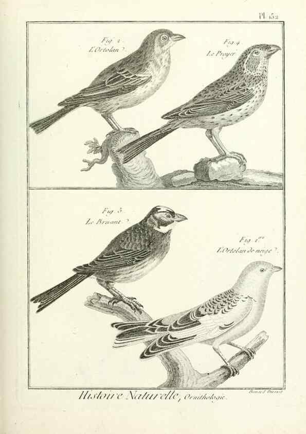 Reproducción/Reproduction 7850674452: Tableau encyclopédique et méthodique des trois règnes de la nature.. A Paris :Chez Mme. veuve Agasse ...,1823.