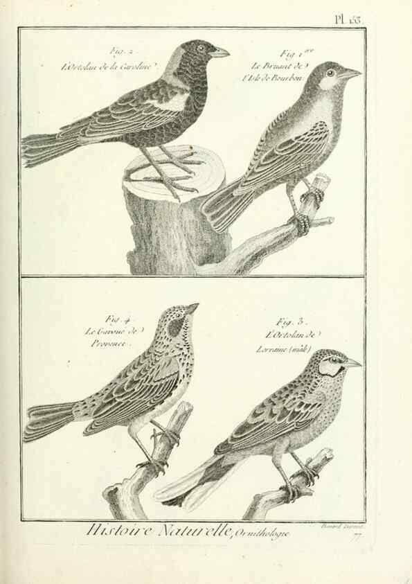 Reproducción/Reproduction 7850675462: Tableau encyclopédique et méthodique des trois règnes de la nature.. A Paris :Chez Mme. veuve Agasse ...,1823.