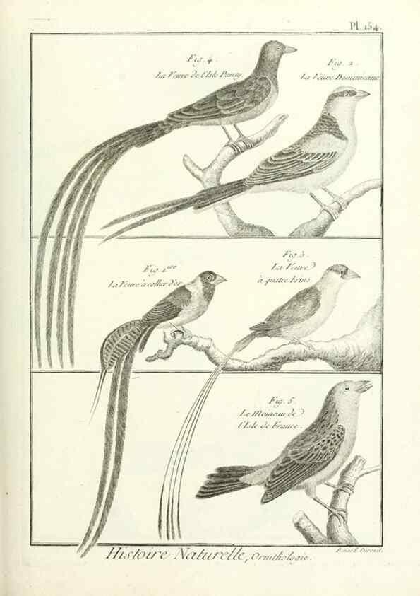 Reproducción/Reproduction 7850676580: Tableau encyclopédique et méthodique des trois règnes de la nature.. A Paris :Chez Mme. veuve Agasse ...,1823.