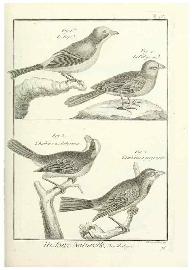 Reproducción/Reproduction 7850677578: Tableau encyclopédique et méthodique des trois règnes de la nature.. A Paris :Chez Mme. veuve Agasse ...,1823.
