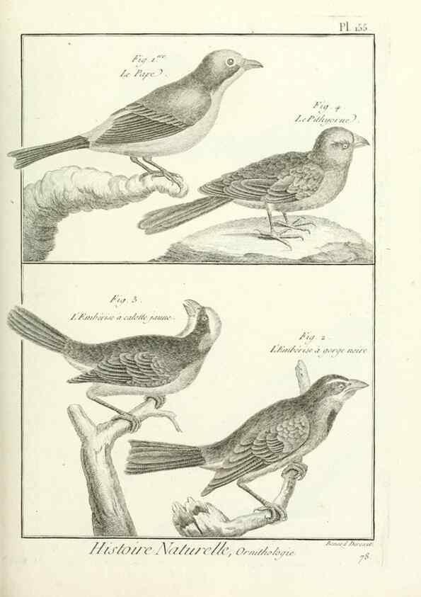 Reproducción/Reproduction 7850677578: Tableau encyclopédique et méthodique des trois règnes de la nature.. A Paris :Chez Mme. veuve Agasse ...,1823.