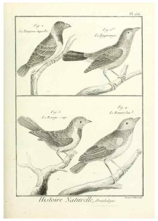 Reproducción/Reproduction 7850678792: Tableau encyclopédique et méthodique des trois règnes de la nature.. A Paris :Chez Mme. veuve Agasse ...,1823.