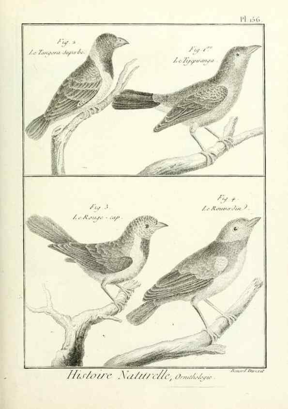 Reproducción/Reproduction 7850678792: Tableau encyclopédique et méthodique des trois règnes de la nature.. A Paris :Chez Mme. veuve Agasse ...,1823.