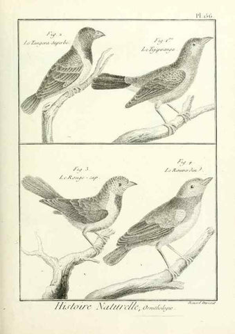 Reproducción/Reproduction 7850678792: Tableau encyclopédique et méthodique des trois règnes de la nature.. A Paris :Chez Mme. veuve Agasse ...,1823.