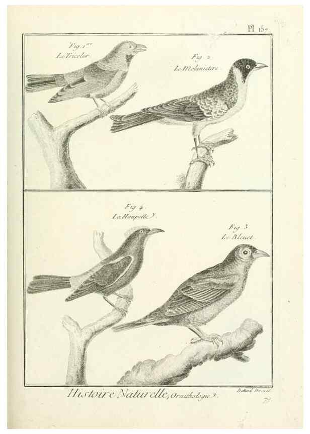 Reproducción/Reproduction 7850679936: Tableau encyclopédique et méthodique des trois règnes de la nature.. A Paris :Chez Mme. veuve Agasse ...,1823.