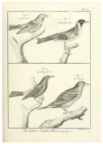 Reproducción/Reproduction 7850679936: Tableau encyclopédique et méthodique des trois règnes de la nature.. A Paris :Chez Mme. veuve Agasse ...,1823.