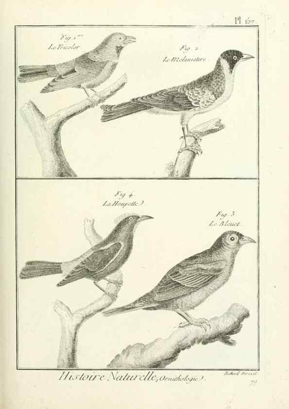 Reproducción/Reproduction 7850679936: Tableau encyclopédique et méthodique des trois règnes de la nature.. A Paris :Chez Mme. veuve Agasse ...,1823.