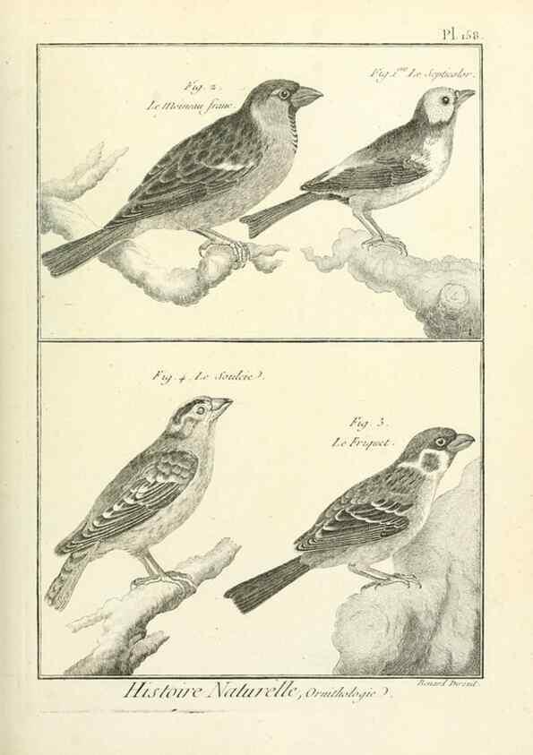 Reproducción/Reproduction 7850681064: Tableau encyclopédique et méthodique des trois règnes de la nature.. A Paris :Chez Mme. veuve Agasse ...,1823.