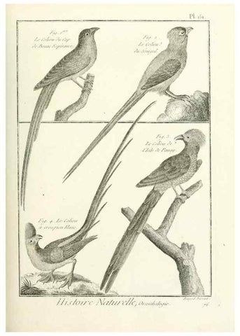 Reproducción/Reproduction 7850673298: Tableau encyclopédique et méthodique des trois règnes de la nature.. A Paris :Chez Mme. veuve Agasse ...,1823.