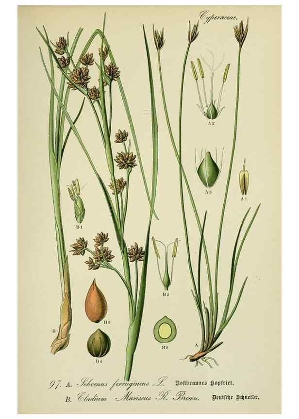 Reproducción/Reproduction 7845357992: Flora von Deutschland, Österreich und der Schweiz.. Gera,Zezschwitz,1903-