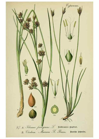 Reproducción/Reproduction 7845357992: Flora von Deutschland, Österreich und der Schweiz.. Gera,Zezschwitz,1903-
