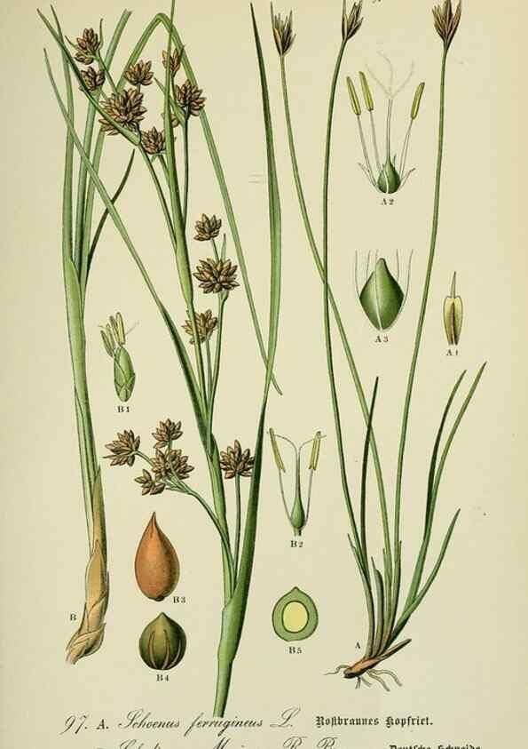 Reproducción/Reproduction 7845357992: Flora von Deutschland, Österreich und der Schweiz.. Gera,Zezschwitz,1903-