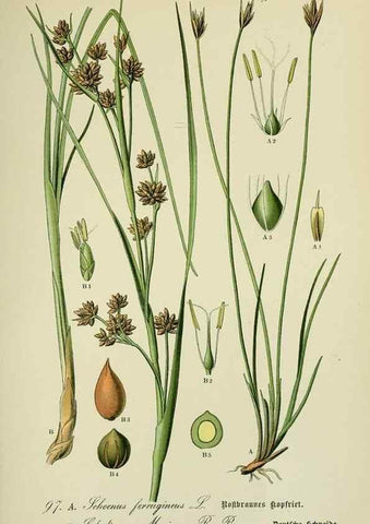 Reproducción/Reproduction 7845357992: Flora von Deutschland, Österreich und der Schweiz.. Gera,Zezschwitz,1903-