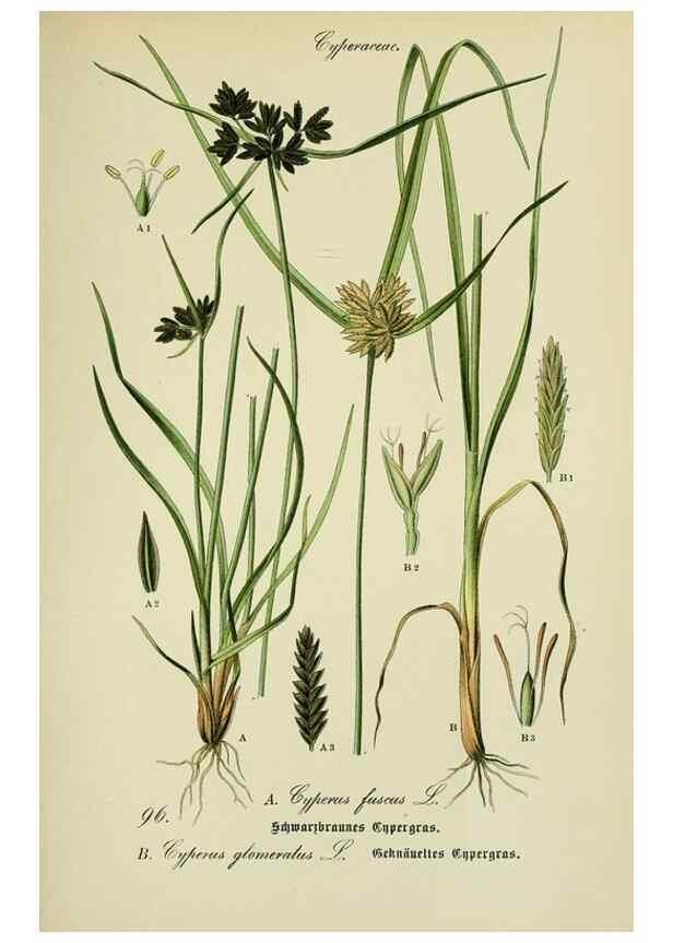 Reproducción/Reproduction 7845356710: Flora von Deutschland, Österreich und der Schweiz.. Gera,Zezschwitz,1903-