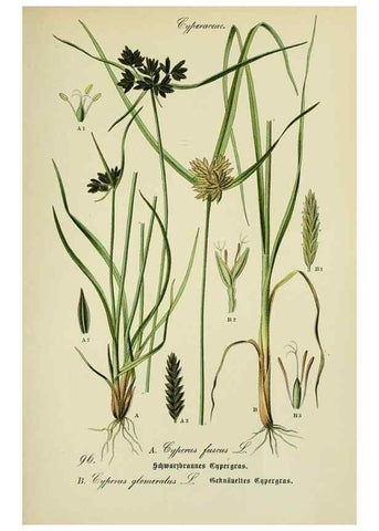Reproducción/Reproduction 7845356710: Flora von Deutschland, Österreich und der Schweiz.. Gera,Zezschwitz,1903-