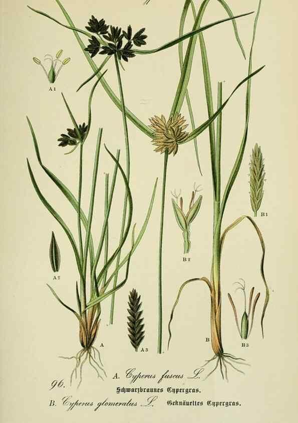 Reproducción/Reproduction 7845356710: Flora von Deutschland, Österreich und der Schweiz.. Gera,Zezschwitz,1903-