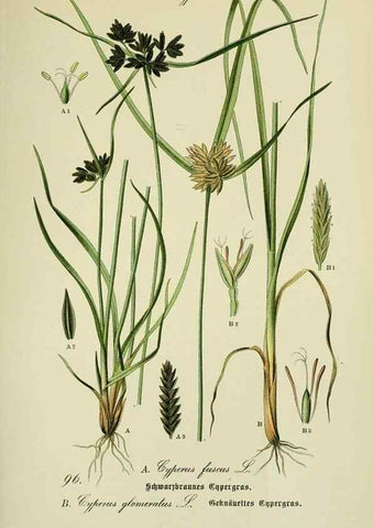 Reproducción/Reproduction 7845356710: Flora von Deutschland, Österreich und der Schweiz.. Gera,Zezschwitz,1903-