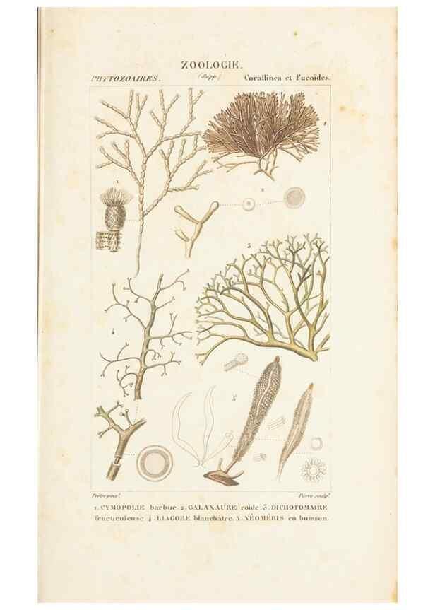 Reproducción/Reproduction 7780733354: Atlas de zoologie :. Paris :Germer Bailliere,1844.