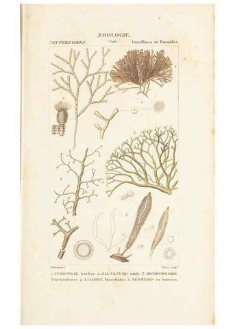 Reproducción/Reproduction 7780733354: Atlas de zoologie :. Paris :Germer Bailliere,1844.
